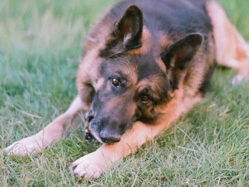 A pet parent's guide to dislocated hips